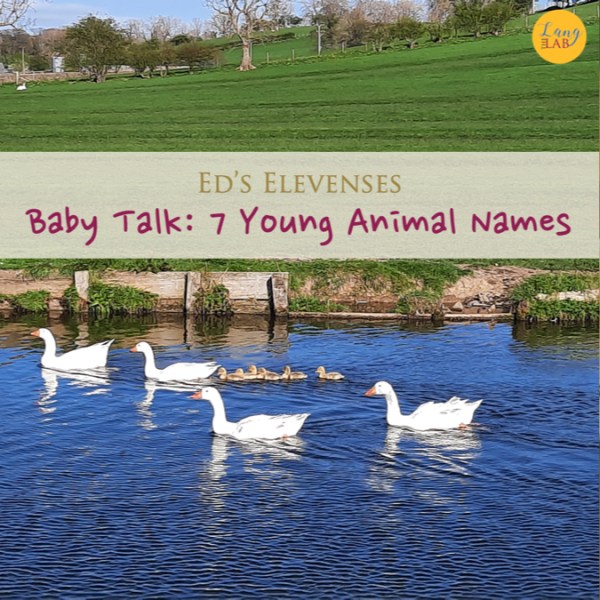 Baby Talk: 7 Young Animal&nbsp;Names